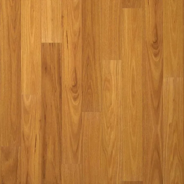 Blackbutt