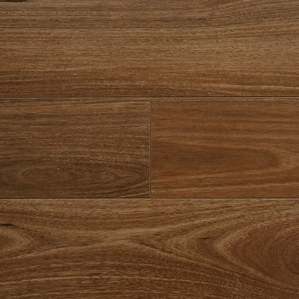 Flinders Spotted Gum